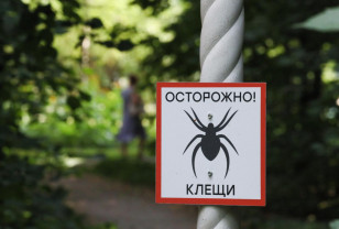 В МЧС составили порядок действий при укусе клеща