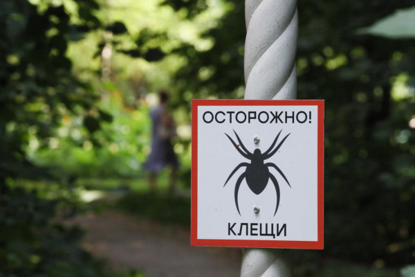 В МЧС составили порядок действий при укусе клеща