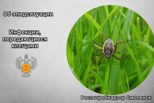 Роспотребнадзор предупреждает: клещи продолжают атаковать смолян