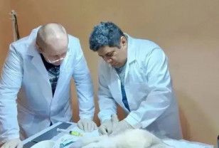 От Никарагуа до Ельни: история ветеринара, который нашёл своё призвание на Смоленщине 